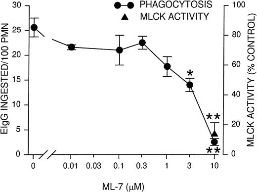 Fig. 2. Phagocytosis and MLCK activity inhibition by MLCK inhibitor ML-7. / PMNLs were incubated for 10 minutes at 37°C with the indicated concentrations of ML-7, then challenged with EIgG for 30 minutes (phagocytosis) or 5 minutes (MLCK activity). EIgG that were not ingested were hypotonically lysed, and phagocytosis samples were fixed with glutaraldehyde for microscopic quantitation. MLCK activity was measured as described for Figure 1. Data points represent the mean ± SEM of 4 experiments. *Significantly different from control (no inhibitor); P < .05. **Significantly different from control; P < .005.