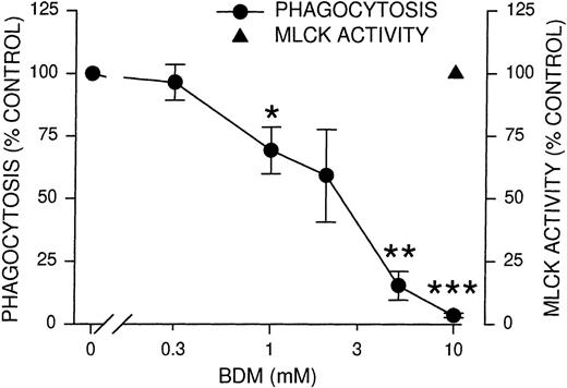 Fig. 4. Inhibition of phagocytosis and MLCK activity by myosin adenosine triphosphatase inhibitor BDM. / PMNLs were incubated for 10 minutes at 37°C with the indicated concentrations of BDM, then challenged with EIgG for 30 minutes (phagocytosis) or 5 minutes (MLCK activity). EIgG that were not ingested were hypotonically lysed, and phagocytosis samples were fixed with glutaraldehyde for microscopic quantitation. MLCK activity was measured as described for Figure 1. Data points represent the mean ± SEM of 4 experiments. *Significantly different from control (100%); P < .05. **Significantly different from control (100%); P < .005. ***Significantly different from control (100%); P < .001.