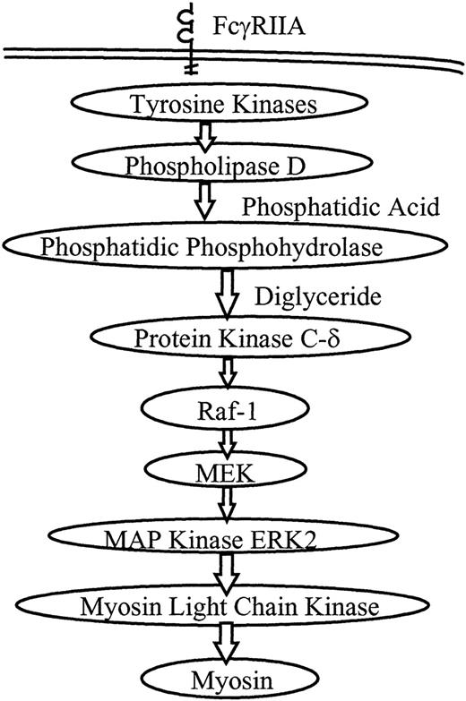 Fig. 5. Proposed model for PMNL signaling through the MAP kinase pathway during FcR-mediated phagocytosis. / Receptor ligation directly or indirectly initiates tyrosine phosphorylation, followed by activation of phospholipase D. Phosphatidic phosphohydrolase generates diglyceride, a cofactor for PKC. PKCδ and Raf-1 are known to translocate to the plasma membrane during phagocytosis, and the MEK–MAP kinase pathway is activated. In this study we show that activation of ERK2 leads to activation of MLCK, which then phosphorylates myosin, and myosin ATPase activation is required for phagocytosis.