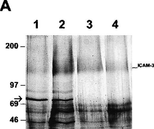 Fig. 4. Association of ICAM-3 and moesin in neutrophils. / ICAM-3 was isolated from human neutrophil lysates by antibody-affinity chromatography. (A) A polypeptide of 78 kd (arrow) eluted in fractions at pH 11.0 (lanes 1-2) while ICAM-3 coeluted at pH 11.0 (lane 2) and separated from the 78-kd polypeptide at pH 11.5 (lanes 3-4). (B) Western blot analysis of purified recombinant ezrin (lane 1) and the pooled ICAM-3 fraction (lane 2) with ezrin antibodies and the same pooled ICAM-3 fraction (lane 3) and recombinant moesin (lane 4) with moesin antibodies. A strong signal for moesin showed that the 78-kd polypeptide coeluting with ICAM-3 (Figure 4A) corresponded to moesin.