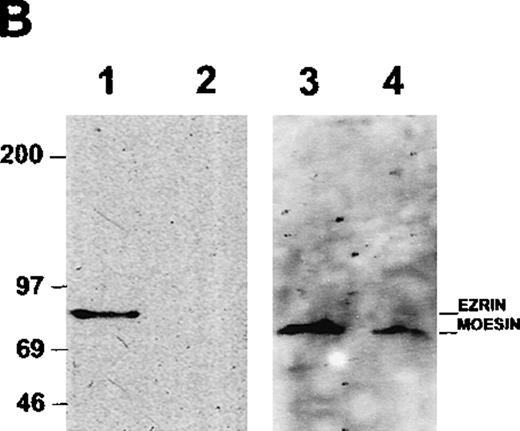 Fig. 4. Association of ICAM-3 and moesin in neutrophils. / ICAM-3 was isolated from human neutrophil lysates by antibody-affinity chromatography. (A) A polypeptide of 78 kd (arrow) eluted in fractions at pH 11.0 (lanes 1-2) while ICAM-3 coeluted at pH 11.0 (lane 2) and separated from the 78-kd polypeptide at pH 11.5 (lanes 3-4). (B) Western blot analysis of purified recombinant ezrin (lane 1) and the pooled ICAM-3 fraction (lane 2) with ezrin antibodies and the same pooled ICAM-3 fraction (lane 3) and recombinant moesin (lane 4) with moesin antibodies. A strong signal for moesin showed that the 78-kd polypeptide coeluting with ICAM-3 (Figure 4A) corresponded to moesin.