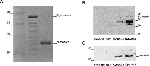 Fig. 6. Interaction of recombinant moesin with the cytoplasmic region of PSGL-1 and ICAM-3. / (A) Coomassie-blue–stained 12% SDS-PAGE results with recombinant full-length moesin (moesin) and the amino-terminal domain of moesin (N-moesin) purified from bacteria. Small amounts of contaminating peptides are present. (B) Glutathione-Sepharose (Glut-Seph), GST, or GST-fusion proteins containing the cytoplasmic domain of PSGL-1 (CyPSGL-1) or ICAM-3 (CyICAM-3) linked to glutathione-Sepharose beads were incubated with purified recombinant full-length moesin. GST, GST-fusion proteins, and other bound proteins were eluted together from the beads with Tris buffer containing 20 mmol/L of glutathione. Eluted proteins were resolved by 10% SDS-PAGE followed by immunoblotting with 95/2 pAb specific for moesin. (C) Binding assay of the amino-terminal region of moesin (N-moesin) to the cytoplasmic tail of PSGL-1 and ICAM-3 was performed as described above (Figure 6B); proteins were separated by 10% SDS-PAGE and immunoblotted with the 95/2 pAb. To detect N-terminal moesin, a chemiluminescence system and a longer exposure than that used to obtain the results shown in Figure 6B were required because of the lower reactivity of the 95/2 pAb for the amino-terminal fragment compared with the full-length form of moesin. Molecular masses in kilodaltons are indicated on the left in Figure 6A and 6C and on the right in Figure 6B.