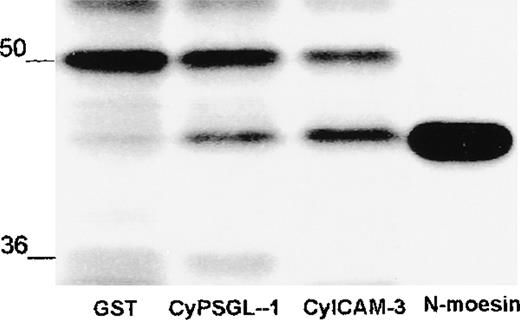 Fig. 7. Association of in vitro translated amino-terminal moesin with PSGL-1 and ICAM-3. / In vitro translated amino-terminal moesin (N-moesin) was incubated with GST or GST-fusion proteins containing the cytoplasmic domain of PSGL-1 or ICAM-3 linked to glutathione-Sepharose beads. After incubation, Sepharose beads were centrifuged and washed and bound proteins were boiled in sample buffer and analyzed by means of 10% SDS-PAGE and autoradiography. N-moesin labeled with sulfur 35 was loaded as a control in the last lane. Autoradiography showed nonspecific binding of a polypeptide of about 50 kd and specific binding of a labeled polypeptide of the size of N-moesin to PSGL-1 and ICAM-3. Molecular masses in kilodaltons are indicated on the left.