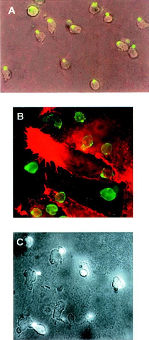Fig. 2. Polarization of PSGL-1 in neutrophils migrating toward a chemoattractant gradient or on endothelial cells. / (A) Neutrophils were allowed to adhere to FN80-coated coverslips for 10 minutes. C5a was then deposited at one edge of the bottom of the well (lower right-hand corner of photograph) and cells were allowed to migrate for 5 minutes. Cells were fixed and stained with anti-PSGL-1 KPL-1 mAb (green fluorescence). Epifluorescence and bright-field conditions were photographed on the same frame by means of double exposure. (B) Neutrophils were allowed to adhere to an endothelial cell monolayer activated by TNF-α for 5 minutes at 37°C. Cells were then fixed and double stained with anti-ICAM-3 TP1/25 mAb (green fluorescence) and anti-ICAM-1 MEM111 (red fluorescence) mAb. (C) Neutrophils were allowed to adhere to an endothelial cell monolayer activated by TNF-α for 5 minutes at 37°C. Cells were then fixed and stained with anti-PSGL-1 KPL-1 mAb. Epifluorescence and bright-field conditions were photographed on the same frame by means of double exposure.