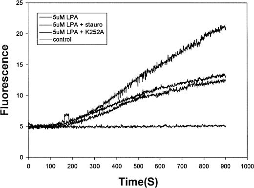 Fig. 7. Effect of kinase inhibitors on the LPA-stimulated influx of Ca++ into human RBCs. / Erythrocytes prepared as in Figure 1 were preincubated for 10 minutes with (top to bottom tracings) buffer only, 1 μmol/L staurosporine, or 1 μmol/L K252a before stimulation with 5μmol/L LPA. The bottom tracing displays the response of unstimulated red cells.
