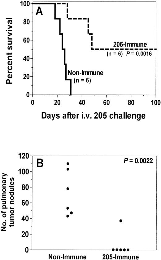 Fig. 3. Recipient immunization with irradiated unmodified 205 cells increases GVT activity and prevents death from tumor. / One month after C3H.SW→ C57BL/6 BMT, recipients (205-immune, n = 6) were immunized with 50 Gy-irradiated unmodified 205 cells. Control recipients (nonimmune, n = 6) were not immunized. One week after the first vaccine, micrometastases were established in all recipients by intravenous injection of 1 × 105 205 tumor cells, and 205-immune recipients received 3 more vaccines at weekly intervals. Lung nodules were counted after death or after day 100 for each recipient. 205-immune recipients had significantly enhanced survival (A, P = .0016) and significant reduction of lung nodules (B,P = .0022) compared to nonimmune recipients.