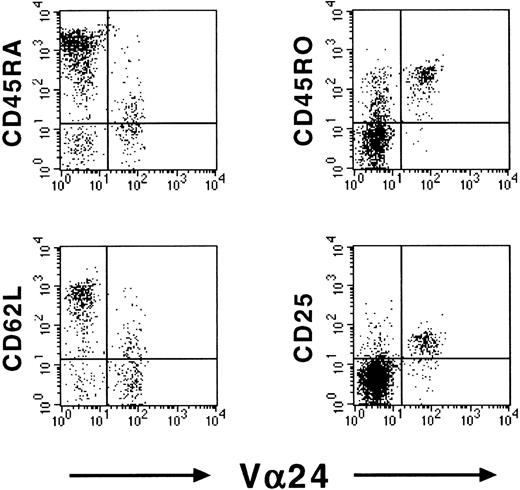 Fig. 1. Memory-activated phenotype of cord blood NKT cells. / Expression of memory markers CD45RA, CD45RO, CD62L, and CD25 on cord blood Vβ11+ T cells. Expression was assessed using flow cytometry. Representative dot-plots of 1 donor are shown.