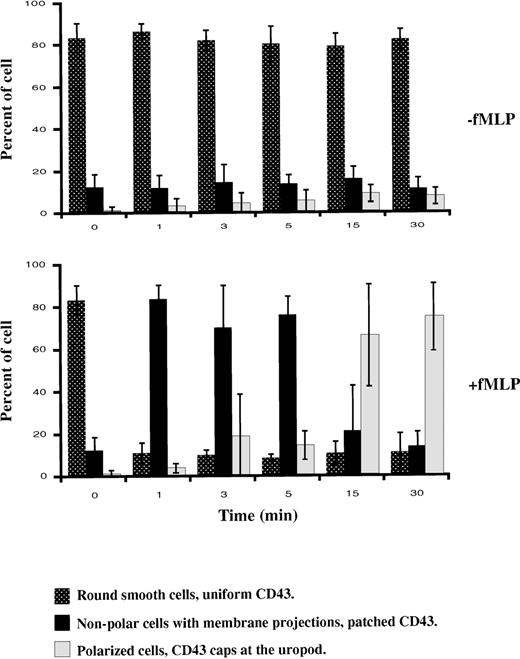 Fig. 2. Patterns of cell morphology. / Cells were labeled with anti-CD43 mAb and TRITC-Fab fragments of secondary antibodies, then incubated in suspension at 37°C with or without fNLPNTL (10−9 mol/L). After 1, 3, 5, 15, and 30 minutes, cells were PFA fixed and the different patterns of cell morphology associated with CD43 distribution were recorded by DIC and fluorescence microscopy. The results are expressed in percent (mean ± SD) of the different patterns observed in 3 independent experiments.