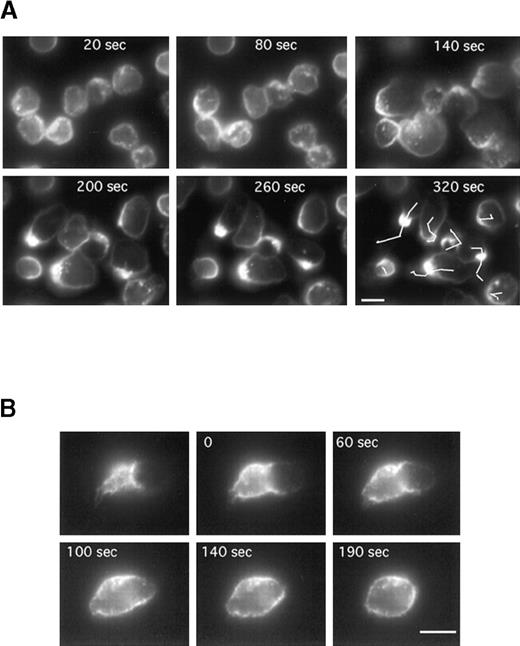 Fig. 4. Time series of neutrophils developing or losing polarity and locomotor activity on a fibronectin-coated surface. / Cells were labeled for CD43 (with Fab fragments of primary and secondary antibodies) at 4°C, then allowed to settle on the fibronectin-coated surface for 5 minutes at 25°C. fMLP (10 nM) was applied and fluorescence images were acquired every 10 seconds. (A) Images have been selected at 60-second intervals. The lines in the last panel represent the tracks of the cell centroids during the 320 seconds of stimulation. (B) The first image represents the uropod of a neutrophil after 5 minutes of locomotion. The cells were then washed in a medium without fMLP. In B, images have been selected at the indicated times (0, 60, 140, and 190 seconds). Scale bar = 10 μm.