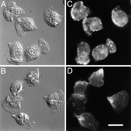 Fig. 3. 5 integrin, compared with β2, is enhanced toward the front of polarized PMNs. / PMNs were plated on fibronectin, stimulated with 10 nmol/L fMLP, and then simultaneously fixed and permeabilized with 6.6% paraformaldehyde/0.05% gluteraldehyde in PBS containing 0.25 mg/mL saponin. Samples were incubated with 5 μg/mL of either a monoclonal antibody to the extracellular domain of α5 integrin (VC5, panel C), or a monoclonal antibody to the extracellular domain of β2 integrin (MAB1962, panel D). The samples were rinsed with PBS and then incubated with a TRITC-conjugated secondary antibody. The leading edge of the cells can be determined morphologically from differential interference contrast (DIC) images (A, B). Bar = 10 μm.