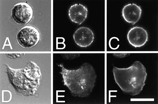 Fig. 8. 5 integrin colocalizes with a lipid marker of the ERC. / PMNs were incubated with Cy3-VC5 and MOPC21 for 30 minutes on ice, then labeled with C6-NBD-gal. Cells were washed well, incubated at 37°C for 30 minutes, then plated onto fibronectin-coated coverslip dishes. PMNs were incubated in the presence (D-F) or absence (A-C) of fMLP before fixation with 2% paraformaldehyde. Cy3-VC5 (B, E) is seen on the plasma membrane, as well as accumulated in a centrally located cluster inside the cells. The intracellular clusters of α5 colocalize with a compartment labeled with C6-NBD-gal (C, F) in both unstimulated (A-C) and stimulated (D-F) cells. DIC images are shown in (A, D). Bar = 10 μm.