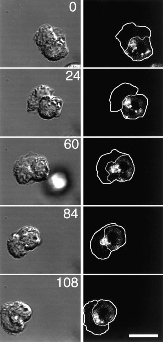 Fig. 9. The ERC is localized just behind the leading lamella of motile PMNs and reorients to retain this position as the cells move. / The plasma membrane of PMNs was labeled with C6-NBD-gal as described in “Materials and methods.” The ERC was labeled by incubating C6-NBD-gal–labeled PMNs for 10 minutes at 37°C. To remove C6-NBD-gal from the plasma membrane, yet retain C6-NBD-gal labeling of the recycling compartment, cells were incubated for an additional 10 minutes on ice in back exchange medium. PMNs were plated onto fibronectin-coated coverslip dishes, stimulated with fMLP, then imaged with a Zeiss LSM510 confocal microscope. DIC and fluorescence images were acquired simultaneously at the indicated time points (numbers represent time in seconds). Outlines of the cells and the boundary between the cell body and the lamella were obtained from the DIC images, then transferred to the fluorescence images. Bar = 10 μm.