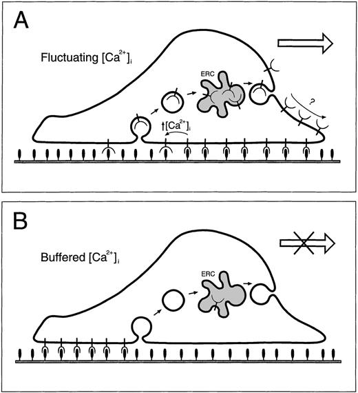 Fig. 10. Diagram of regulation of PMN motility on fibronectin. / In panel A, α5β1 integrins (cup shapes on stems) at the leading edge form tight attachments to the fibronectin substrate (filled ovals on stems). During migration, PMNs move forward over the attachment sites while forming new attachments toward the front and releasing old ones toward the rear. The released integrins near the rear are internalized into endocytic vesicles (open circles inside cell) then delivered via the ERC (gray freeform inside cell) toward the front of the cell. Eventual delivery of integrins to attachment sites occurs by an unknown mechanism. When intracellular Ca++ is buffered (panel B), old attachments cannot be released causing α5β1 integrins to accumulate at the back of the cell and become depleted from endocytic compartments.