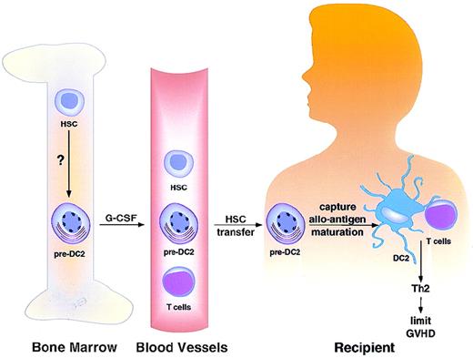 TH2-inducing dendritic cell precursors (pre-DC2) are derived from hematopoietic stem cells (HSC) in bone marrow. / Signals regulating HSC differentiation into pre-DC2 are currently unknown. G-CSF appears to mobilize bone marrow pre-DC2 into peripheral blood. Recipients of blood stem cell transplantation from G-CSF–treated donors received 5- to 6-fold more pre-DC2 than did recipients of bone marrow stem cell products. Pre-DC2 may capture alloantigen and undergo maturation after transfer into the host. These DC2 may present alloantigen to donor T cells and induce them to undergo TH2 differentiation and to limit GVHD.