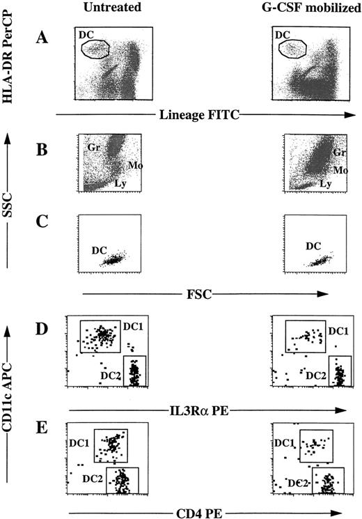 Fig. 1. Phenotype of blood DC before and after G-CSF treatment. / Peripheral blood samples were collected from the same donor before (left) and after (right) G-CSF treatment. After lysis of erythrocytes, cells were labeled with anti-HLA-DR PerCP, anti-IL-3Rα or anti-CD4 PE, anti-CD11c APC, and a mixture of FITC-conjugated mAbs specific for lineage markers CD3, CD14, CD16, CD19, CD20, CD34, CD56, and IgM expressed on lymphocytes, monocytes, granulocytes and progenitor cells (lineage FITC). Cells were then analyzed by 4-color flow cytometry. (A) Dendritic cells were characterized by positive HLA-DR and negative lineage markers. (B) Scatter profile of granulocytes (Gr), monocytes (Mo), and lymphocytes (Ly). (C) Scatter profile of DC, as gated in A. (D) DC were analyzed for the expression of IL-3Rα and CD11c or (E) CD4 and CD11c.