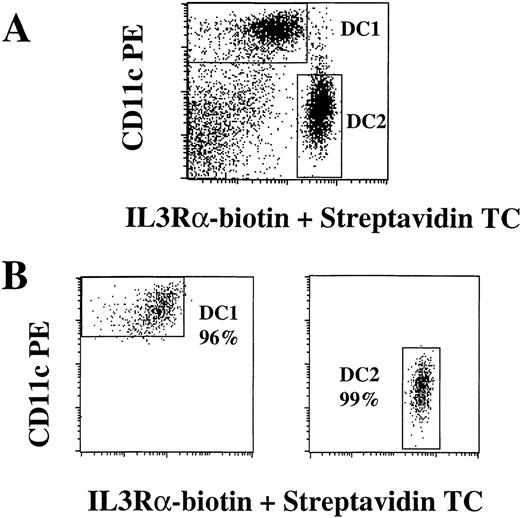 Fig. 3. Purification of DC1 and DC2. / Mononuclear cells were enriched for DC by the depletion of CD14+ monocytes and CD19+ B cells, followed by the positive selection of HLA-DR-expressing cells using immunomagnetic beads, as described in “Materials and methods.” HLA-DR+ cells were labeled with anti-CD11c PE, anti-IL-3Rα biotin plus streptavidin TC, and FITC-conjugated antibodies to lineage markers CD3, CD14, CD16, CD19, CD20, CD34, CD56, and IgM. CD11c+, FITC− DC1 (left) and IL-3Rαbright, FITC− DC2 (right) were sorted on a FACSVantage using the gates shown in (A). DC1 and DC2 were reanalyzed after separation for purity assessment (B). Results are representative of more than 10 experiments.
