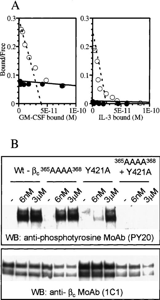 Fig. 3. Differential effects of mutating the B-C loop and/or Tyr421 of the F-G loop in receptor activation. / (A) Scatchard plot transformation of binding isotherms for 125I-GM-CSF and 125I-IL-3 to cells transfected with wild-type βc (○) or365AAAA368 mutant βc (•). (B) Western blot of wild-type and mutant βc after stimulation with various concentrations of IL-3. The blot was probed for phosphotyrosine (upper panel) and βc (lower panel). The double bands in each lane of the gels represent glycosylation variants of βc.23