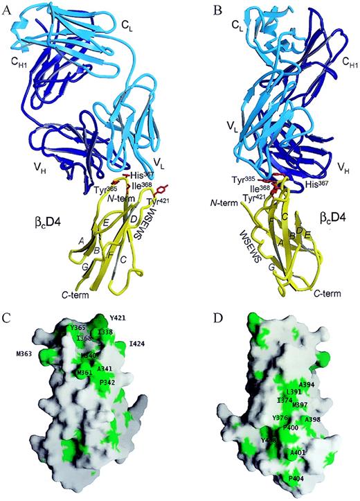 Fig. 1. Structure of D4βc. / (A) Structure of the Fab receptor D4βc complex shown in ribbon representation. The mAb light chain is shown in cyan blue, the heavy chain in blue, and the receptor in yellow. The major structural features of D4βc are labeled, and the locations of key residues are denoted by stick representation. These pictures were produced using the Molscript20 and Raster3D21programs. (B) Structure as for (A) but reoriented 90° about the vertical axis. (C) Surface representation of the receptor using the program GRASP.22 The green surface indicates the location of hydrophobic-aromatic patch H1. The molecule is tilted approximately 20° counterclockwise relative to (A). (D) View of hydrophobic-aromatic patch H2 prepared as for (C). The molecule is tilted approximately 20° clockwise and rotated approximately 60° clockwise from above, about a vertical axis relative to (B).