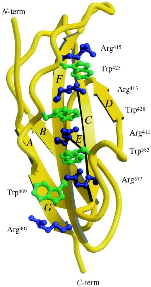 Fig. 2. View of the Trp/Arg “ladder.”. / Structure of the D4βc shown in ribbon representation with the side chains of the Trp/Arg stack shown as ball and stick. The molecular graphics were produced using the Molscript20 and Raster3D21 programs.