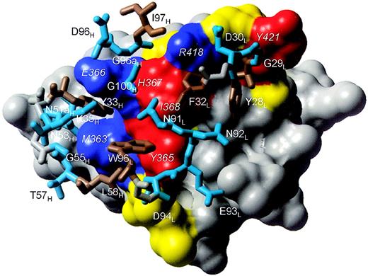 Fig. 4. The BION-1/D4βc interface. / D4βc is shown as a surface representation colored according to the functional effect of residue substitution. Blue represents residues whose substitution abrogates binding of BION-1 but does not affect affinity-conversion. Red represents residues whose substitution reduces affinity-conversion but does not affect binding of BION-1. Yellow represents residues whose substitution does not affect binding of BION-1 or cytokines. Gray represents residues that have not been examined by mutation and do not contact BION-1. The identities of key D4βc residues are shown in italics. Residues in BION-1 that contact D4βc are shown in stick representation and colored cyan blue (hydrophilic) or brown (hydrophobic-aromatic). The backbone atoms of residues colored gray show the connectivity of the loops.