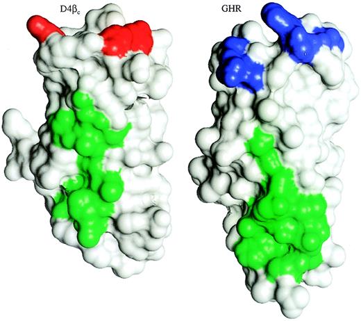 Fig. 5. Comparison of D4βc with the membrane-proximal domain of GHR. / D4βc and domain 2 of the subunit of the GHR, which interacts with the helix A/helix C face of GH, were aligned structurally via their core residues and are shown as surface representations using the program InsightII (MSI, San Diego, CA). The hydrophobic-aromatic patch, H2, of D4βc and the location of GHR that interacts with the opposing receptor molecule are indicated by green surfaces. The red surfaces of D4βc indicate the residues required for affinity-conversion, and the blue surfaces of GHR indicate the region known to interact with GH.