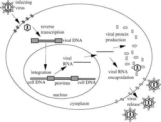 Fig. 1. Retroviral replication cycle. / Infection begins when the virus envelope glycoprotein recognizes specific receptors located on the cell surface, followed by fusion of the viral envelope and cell membrane and release of the virus core into the cytoplasm. Viral RNA is uncoated, copied into a double-stranded DNA molecule, and transported to the nucleus. Although they are shown in the diagram as occurring in a stepwise manner, the exact timing and mechanism of these events are unclear. Integration into chromosomal DNA enables the viral genome (now called the provirus) to be stably maintained, replicated during DNA synthesis, and passed to progeny cells. Viral RNA is produced and translated to produce viral proteins and enzymes. Viral RNA also associates with viral proteins to form new core particles. Mature progeny virions capable of infecting new cells are formed when the cores obtain their envelopes, consisting of cellular membrane and envelope glycoprotein, when they are released from the cell. The above describes portions of the retroviral replication cycle relevant for the discussion of retroviral vectors. Not included is discussion of the lentiviral accessory genes and how they might affect timing and other aspects of viral replication.