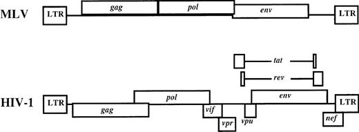 Fig. 2. Genomes of MLV, an oncogenic retrovirus, and HIV, a lentivirus. / The proviral (DNA) form of the viral nucleic acid (the form of the viral genome in infected cells) is shown. The 2 viruses share a similar organization for the gag, pol, and env genes.Gag and pol encode the viral core and replication enzymes, respectively, and are expressed directly from the viral promoter in the LTR. The env gene, expressed from a singly spliced mRNA, encodes the envelope glycoprotein. The additional accessory genes of HIV, expressed from multiply spliced mRNA, are shown. Although the roles of many are incompletely understood, they are important in the regulation of viral gene expression and mediation of infectivity. MLV, murine leukemia virus; HIV-1, human immunodeficiency virus type 1; LTR, long terminal repeat.