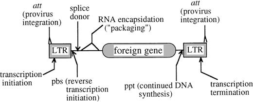 Fig. 3. cis-Acting elements of a typical retroviral vector. / Sequences necessary for propagation of a retroviral construct are shown. All viral protein sequences have been deleted and replaced with a foreign gene, which could be a marker gene or another gene of interest. The foreign gene can be expressed from the promoter in the retroviral LTR, as is shown, or from an internal, heterologous viral promoter, as is the usual case with lentiviral vectors, engineered to be part of the vector. Roles of the various sites labeled and of additional cis-acting sequences contained on lentiviral vectors are discussed in the text.