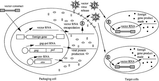 Fig. 4. Retroviral packaging cell line and viral vector production. / Viral genes expressed from nonretroviral promoters are introduced into cells, where they are stably maintained and where they produce viral structural and enzymatic proteins. When a retroviral vector is introduced into the cell, viral vector RNA can be packaged, resulting in the production of virus particles containing the vector genome. This virus can be harvested and used to infect target cells to introduce the foreign gene on the vector into the cells. Because these target cells do not express viral proteins, the vector will not be propagated further. The viral genes in the packaging cells are not carried along with the vector because they lack the cis-acting sequences necessary for propagation.