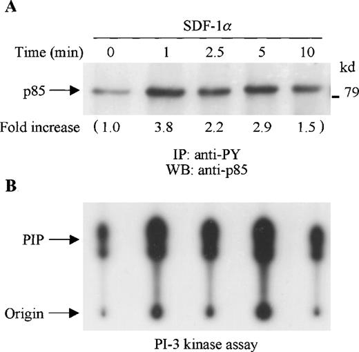 Fig. 1. SDF-1 stimulation results in increased tyrosine phosphorylation and activation of PI-3 kinase in CTS cells. (A) Total cell lysates, prepared from SDF-1α–stimulated CTS cells for the indicated times, were immunoprecipitated with anti-PY antibody (PY20). The immune complexes were subjected to immunoblot analysis with anti-p85 antibody. The changes in the immunoblotted bands of p85 are indicated (by fold increase) based on the densitometry values. (B) Total cell lysates were immunoprecipitated with anti-PY antibody (PY20). PI-3 kinase activity was measured by a PI-3 kinase assay as described in “Materials and methods.”