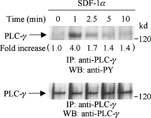 Fig. 2. SDF-1 stimulation induces tyrosine phosphorylation of PLC-γ in CTS cells. CTS cells were serum-starved and stimulated with SDF-1α for the indicated times. Total cell lysates were immunoprecipitated with anti-PLC-γ antibody, and subjected to serial immunoblotting with anti-PY antibody (4G10) (upper panel) and anti-PLC-γ antibody (lower panel). The increase in tyrosine phosphorylation of PLC-γ is indicated (by fold increase) based on the densitometry values.