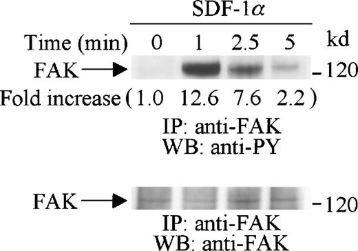 Fig. 3. SDF-1 treatment induced the tyrosine phosphorylation of FAK in CTS cells. Total cell lysates from CTS cells unstimulated or stimulated with SDF-1α for the indicated times were immunoprecipitated with anti-FAK antibody. The immune complexes were subjected to immunoblotting analysis with anti-PY antibody (4G10) (upper panel) and anti-FAK antibody (lower panel). The increase in tyrosine phosphorylation of FAK is indicated (by fold increase) based on the densitometry values.