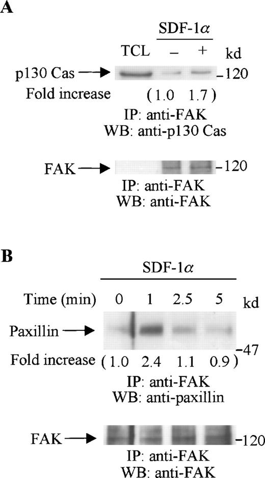 Fig. 4. SDF-1 stimulation enhanced the association of FAK with p130 Cas or paxillin. CTS cells unstimulated or stimulated with SDF-1 for 1 minute were lysed in a lysis buffer and immunoprecipitated with anti-FAK antibody. (A) The immune complexes were resolved on 8% SDS-PAGE and immunoblotted with anti-p130 Cas (upper panel), anti-FAK (lower panel). (B) The immunocomplexes were resolved on 8% SDS-PAGE and immunoblotted with anti-paxillin antibody (upper panel) or anti-FAK antibody (lower panel). TCL represents total cell lysates. The changes in the association of FAK with p130 Cas (A) or with paxillin (B) are indicated (by fold increase) based on the densitometry values.