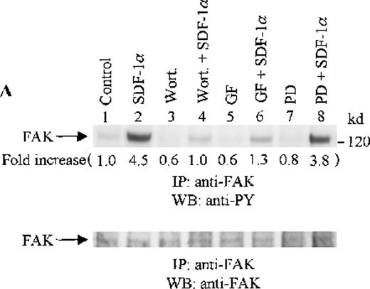 Fig. 5. Effects of wortmannin, GF109203X, or PD98059 on the SDF-1–induced tyrosine phosphorylation of various adhesion proteins in CTS cells. Serum-starved CTS cells were incubated without or with 100 nmol/L wortmannin, 3 μmol/L GF109203X, or 20 μmol/L PD98059 (PD) for 45 minutes, then stimulated with SDF-1α (20 nmol/L) or left untreated for 1 minute at 37°C. Total cell lysates were immunoprecipitated with antibodies for FAK (A), RAFTK (B), p130 Cas (C), paxillin (D), Crk (E), or Crk-L (F), respectively. The immunoprecipitates were subjected to immunoblot analysis with anti-PY antibody (4G10) (upper panels), followed by reprobing with the same antibody used for each of the specific immunoprecipitations (lower panels). Lanes 1 to 8 represent the control, untreated cells with SDF-1α stimulation (SDF-1α), wortmannin-treated cells without (Wort.) or with SDF-1α (Wort.+SDF-1α) stimulation, GF109203X-treated cells without (GF) or with SDF-1α (GF+SDF-1α) stimulation, PD98059-treated cells without (PD) or with SDF-1α (PD+SDF-1α) stimulation, respectively. The increase in tyrosine phosphorylation of each adhesion protein is indicated (by fold increase) based on the densitometry values.