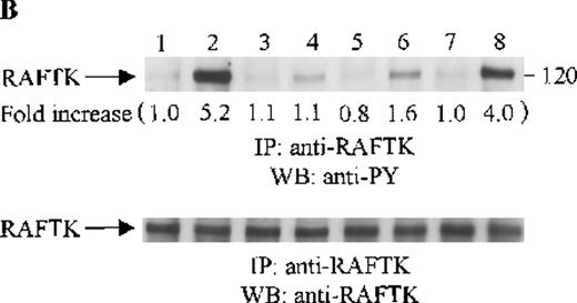 Fig. 5. Effects of wortmannin, GF109203X, or PD98059 on the SDF-1–induced tyrosine phosphorylation of various adhesion proteins in CTS cells. Serum-starved CTS cells were incubated without or with 100 nmol/L wortmannin, 3 μmol/L GF109203X, or 20 μmol/L PD98059 (PD) for 45 minutes, then stimulated with SDF-1α (20 nmol/L) or left untreated for 1 minute at 37°C. Total cell lysates were immunoprecipitated with antibodies for FAK (A), RAFTK (B), p130 Cas (C), paxillin (D), Crk (E), or Crk-L (F), respectively. The immunoprecipitates were subjected to immunoblot analysis with anti-PY antibody (4G10) (upper panels), followed by reprobing with the same antibody used for each of the specific immunoprecipitations (lower panels). Lanes 1 to 8 represent the control, untreated cells with SDF-1α stimulation (SDF-1α), wortmannin-treated cells without (Wort.) or with SDF-1α (Wort.+SDF-1α) stimulation, GF109203X-treated cells without (GF) or with SDF-1α (GF+SDF-1α) stimulation, PD98059-treated cells without (PD) or with SDF-1α (PD+SDF-1α) stimulation, respectively. The increase in tyrosine phosphorylation of each adhesion protein is indicated (by fold increase) based on the densitometry values.