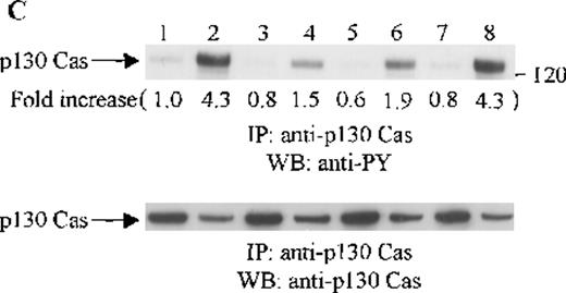 Fig. 5. Effects of wortmannin, GF109203X, or PD98059 on the SDF-1–induced tyrosine phosphorylation of various adhesion proteins in CTS cells. Serum-starved CTS cells were incubated without or with 100 nmol/L wortmannin, 3 μmol/L GF109203X, or 20 μmol/L PD98059 (PD) for 45 minutes, then stimulated with SDF-1α (20 nmol/L) or left untreated for 1 minute at 37°C. Total cell lysates were immunoprecipitated with antibodies for FAK (A), RAFTK (B), p130 Cas (C), paxillin (D), Crk (E), or Crk-L (F), respectively. The immunoprecipitates were subjected to immunoblot analysis with anti-PY antibody (4G10) (upper panels), followed by reprobing with the same antibody used for each of the specific immunoprecipitations (lower panels). Lanes 1 to 8 represent the control, untreated cells with SDF-1α stimulation (SDF-1α), wortmannin-treated cells without (Wort.) or with SDF-1α (Wort.+SDF-1α) stimulation, GF109203X-treated cells without (GF) or with SDF-1α (GF+SDF-1α) stimulation, PD98059-treated cells without (PD) or with SDF-1α (PD+SDF-1α) stimulation, respectively. The increase in tyrosine phosphorylation of each adhesion protein is indicated (by fold increase) based on the densitometry values.
