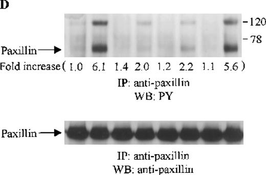 Fig. 5. Effects of wortmannin, GF109203X, or PD98059 on the SDF-1–induced tyrosine phosphorylation of various adhesion proteins in CTS cells. Serum-starved CTS cells were incubated without or with 100 nmol/L wortmannin, 3 μmol/L GF109203X, or 20 μmol/L PD98059 (PD) for 45 minutes, then stimulated with SDF-1α (20 nmol/L) or left untreated for 1 minute at 37°C. Total cell lysates were immunoprecipitated with antibodies for FAK (A), RAFTK (B), p130 Cas (C), paxillin (D), Crk (E), or Crk-L (F), respectively. The immunoprecipitates were subjected to immunoblot analysis with anti-PY antibody (4G10) (upper panels), followed by reprobing with the same antibody used for each of the specific immunoprecipitations (lower panels). Lanes 1 to 8 represent the control, untreated cells with SDF-1α stimulation (SDF-1α), wortmannin-treated cells without (Wort.) or with SDF-1α (Wort.+SDF-1α) stimulation, GF109203X-treated cells without (GF) or with SDF-1α (GF+SDF-1α) stimulation, PD98059-treated cells without (PD) or with SDF-1α (PD+SDF-1α) stimulation, respectively. The increase in tyrosine phosphorylation of each adhesion protein is indicated (by fold increase) based on the densitometry values.