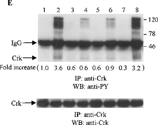 Fig. 5. Effects of wortmannin, GF109203X, or PD98059 on the SDF-1–induced tyrosine phosphorylation of various adhesion proteins in CTS cells. Serum-starved CTS cells were incubated without or with 100 nmol/L wortmannin, 3 μmol/L GF109203X, or 20 μmol/L PD98059 (PD) for 45 minutes, then stimulated with SDF-1α (20 nmol/L) or left untreated for 1 minute at 37°C. Total cell lysates were immunoprecipitated with antibodies for FAK (A), RAFTK (B), p130 Cas (C), paxillin (D), Crk (E), or Crk-L (F), respectively. The immunoprecipitates were subjected to immunoblot analysis with anti-PY antibody (4G10) (upper panels), followed by reprobing with the same antibody used for each of the specific immunoprecipitations (lower panels). Lanes 1 to 8 represent the control, untreated cells with SDF-1α stimulation (SDF-1α), wortmannin-treated cells without (Wort.) or with SDF-1α (Wort.+SDF-1α) stimulation, GF109203X-treated cells without (GF) or with SDF-1α (GF+SDF-1α) stimulation, PD98059-treated cells without (PD) or with SDF-1α (PD+SDF-1α) stimulation, respectively. The increase in tyrosine phosphorylation of each adhesion protein is indicated (by fold increase) based on the densitometry values.