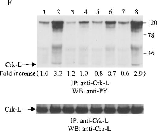 Fig. 5. Effects of wortmannin, GF109203X, or PD98059 on the SDF-1–induced tyrosine phosphorylation of various adhesion proteins in CTS cells. Serum-starved CTS cells were incubated without or with 100 nmol/L wortmannin, 3 μmol/L GF109203X, or 20 μmol/L PD98059 (PD) for 45 minutes, then stimulated with SDF-1α (20 nmol/L) or left untreated for 1 minute at 37°C. Total cell lysates were immunoprecipitated with antibodies for FAK (A), RAFTK (B), p130 Cas (C), paxillin (D), Crk (E), or Crk-L (F), respectively. The immunoprecipitates were subjected to immunoblot analysis with anti-PY antibody (4G10) (upper panels), followed by reprobing with the same antibody used for each of the specific immunoprecipitations (lower panels). Lanes 1 to 8 represent the control, untreated cells with SDF-1α stimulation (SDF-1α), wortmannin-treated cells without (Wort.) or with SDF-1α (Wort.+SDF-1α) stimulation, GF109203X-treated cells without (GF) or with SDF-1α (GF+SDF-1α) stimulation, PD98059-treated cells without (PD) or with SDF-1α (PD+SDF-1α) stimulation, respectively. The increase in tyrosine phosphorylation of each adhesion protein is indicated (by fold increase) based on the densitometry values.