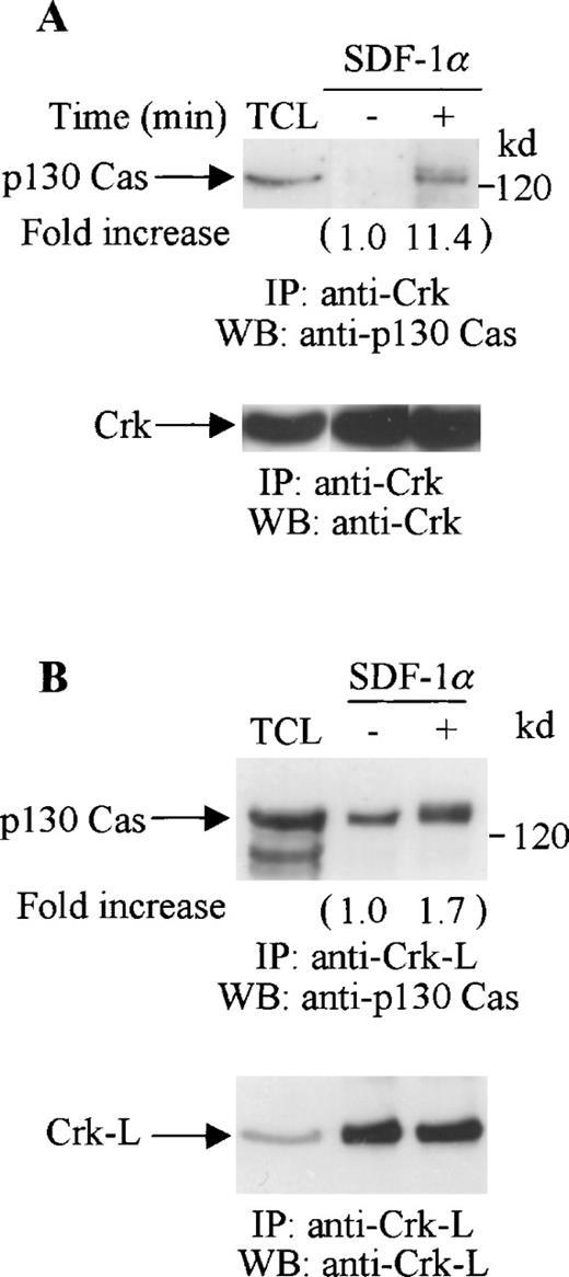 Fig. 6. Association of p130 Cas with Crk or Crk-L on stimulation with SDF-1 in CTS cells. Total cell lysates from unstimulated or SDF-1α–stimulated CTS cells were immunoprecipitated with anti-Crk antibody (A) or anti-Crk-L antibody (B). The immune complexes were resolved on 10% SDS-PAGE and immunoblotted with anti-p130 Cas antibody (A and B, upper panels). The immunoblots were stripped and reblotted with anti-Crk (A, lower panel) or anti-Crk-L antibody (B, lower panel). TCL represents total cell lysates. The changes in the association of Crk (A) or Crk-L (B) with p130 are indicated (by fold increase) based on the densitometry values.