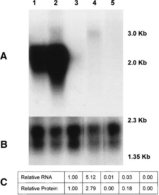Fig. 3. A Northern blot demonstrating expression of recombinant human factor IX cDNA in C2/C12 mouse myoblasts. / Mouse myoblasts were plated in 6-well tissue culture plates at a density of 2.5 × 105 cells per well. The myoblasts were grown for 2 days until they had reached confluence and then stimulated to differentiate into myotubes. After 6 days of differentiation, the myotubes were transduced with AAV particles of the different hF.IX constructs (MOI = 5 × 104). Five days later, media and cellular RNA were harvested and analyzed by ELISA and Northern blot, respectively. Ten micrograms of RNA was examined for hF.IX (A) or b-actin (B) expression by Northern analysis and hybridization with the corresponding probes. The RNA samples loaded in each lane were lane 1, AAV-CMV-hF.IX3 (2.0 kb); lane 2, AAV-HSA-CMV-hF.IX2 (1.9 kb); lane 3, AAV-HSA-hF.IX3 (1.8 kb); lane 4, AAV-cTNT-hF.IX (3.0 kb); and lane 5, C2/C12 RNA only. The expected size for each expressed RNA is indicated in parentheses. (C) The levels of hF.IX transcript were normalized to the level of b-actin transcript, and the ratios are reported relative to the amount of hF.IX transcript expressed from the AAV-CMV-hF.IX-3 vector. The relative amount of hF.IX protein as assayed by ELISA are also reported.