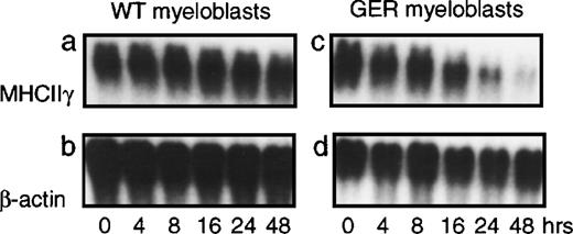 Fig. 1. GATA-1 down-regulates the myeloid phenotype without repressing PU.1 gene expression. / HD50M myeloblasts containing a GATA-1–estrogen receptor (GER) fusion (right panels) as well as control myeloblasts (left panels) were treated with 1 μM of β-estradiol or left untreated, as indicated. Total RNA was extracted from cells at the indicated time points, and 10-μg aliquots were subjected to Northern blot analysis. The blot was probed sequentially with probes for chicken MHC class II γ chain and β-actin.