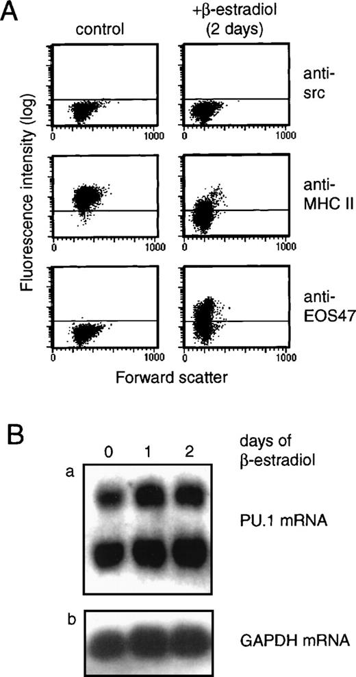 Fig. 2. PU.1 gene expression is not affected during GER-mediated down-regulation of myeloid markers. / (A) Expression of myeloid-specific (MHCII) and eosinophil-specific (EOS47) antigens was monitored after β-estradiol stimulation of GER-expressing myeloblasts by indirect immunofluorescence staining and flow cytometry. The time point shown represents 2 days of induction, but significant changes were observed after 18 hours (not shown). (B) PU.1 gene expression was analyzed in the same cells as in (A) by Northern blotting as described in Figure 1. RNA was isolated after 1 and 2 days of induction and compared to the level in uninduced cells (0 days of induction) (panel a). Two species of PU.1 mRNA are found in avian cells.2 To normalize RNA levels, the blot was probed for GAPDH as an internal standard (panel b).