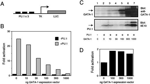 Fig. 3. Inhibition of PU.1 activity by GATA-1. / (A) Structure of the PU.1 responsive pPU3-TK-LUC luciferase reporter. (B) pPU3-TK-LUC (1 μg) was cotransfected into Q2bn fibroblasts in the presence (solid bars) or absence (hatched bars) of 0.25 μg of CMV–based PU.1 expression vector (pCMV-MTPU.1) or empty pcDNAI expression vector as indicated. Increasing amounts of GATA-1 expression vector (pSPCMV-GATA-1) were titrated into the experiment. Empty pSPCMV expression vector was added to a total of 1 μg. The luciferase activity was measured and is shown normalized to the β-galactosidase activity obtained from the pRSV-βgal internal control plasmid (0.25 μg); the values are expressed relative to that obtained with pPU3-TK-LUC in the presence of empty expression vectors only (lane 1). The data shown are the average of 2 determinations from a representative experiment. (C) Equal amounts of total cell lysate (corresponding to about 1 × 105 cells) from cells transfected as in (A) were electrophoresed on a 12% SDS-PAGE gel and subjected to Western analysis with anti–GATA-1 antiserum (panel a) or 9E10 monoclonal antibody (detecting the MycTag on the PU.1 protein; panel b). Arrows indicate the positions of the full-length GATA-1 and PU.1 proteins. (D) pGATA-1P-LUC (1 μg) was cotransfected with the indicated amounts of pSPCMV-GATA-1 expression vector and pRSV-βgal internal control plasmid (0.25 μg) and fold activation calculated as described in (B).
