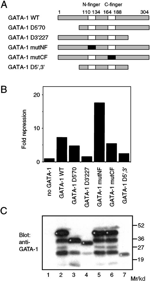 Fig. 4. Structural requirement for GATA-1 mediated PU.1 repression. / (A) The structure of the chicken GATA-1 protein and mutant proteins used in this study. The 2 zinc fingers are shown as boxes; numbers indicate amino acids. Mutated zinc fingers are shown in black. (B) The pPU3-TK-LUC reporter (100 ng), pCMV-MTPU.1 expression vector (0.25 μg), and pRSV-βgal (100 ng) internal control plasmids were cotransfected into Q2bn cells with 1 μg of pSPCMV-GATA-1 (WT) or the corresponding expression vectors for the mutant GATA-1 proteins as in Figure 3. The fold repression relative to the value obtained by cotransfection of pCMV-MTPU.1 in the absence of GATA-1 was calculated after normalization of the luciferase values to the β-galactosidase activity. The data shown are the average of 2 determinations from a representative experiment. (C) The expression of the wild-type and mutant GATA-1 proteins in the Q2bn cells transfected in (B) was analyzed by Western blotting as described in Figure 3B. Bands corresponding to the undegraded GATA-1 proteins have been marked with an asterisk (*).