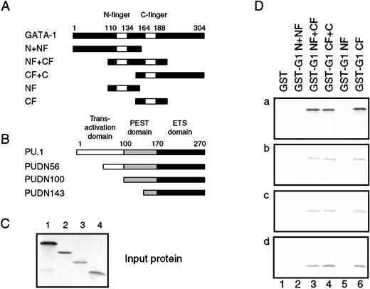 Fig. 5. Interaction between PU.1 and GATA-1 in vitro. / (A) The indicated fragments of the GATA-1 protein were fused to the C-terminus of GST, expressed in E. coli, and purified on glutathione-sepharose beads. (B) Full-length and 3 N-terminal deletion mutants of PU.1 (the name indicates the first amino acid still present) were translated in vitro in the presence of 35S-labeled methionine and cysteine. The positions of the transactivation domain, PEST domain, and DNA-binding, or ETS, domain are shown above the coding sequence. The translation products are shown in (C), as detected by phosphorimaging after electrophoresis on a 12% SDS-PAGE gel. (D) The35S-labeled PU.1 proteins were subjected to GST pulldown assays using GST alone or fused to the GATA-1 fragments from (A). GST fusion protein, 500 ng, was used in each assay, along with 4 μL of in vitro–translated protein. After electrophoresis of the35S-labeled bound proteins, they were detected by phosphorimaging as in (C). About 10% to 20% of the input protein was retained for all PU.1 derivatives.
