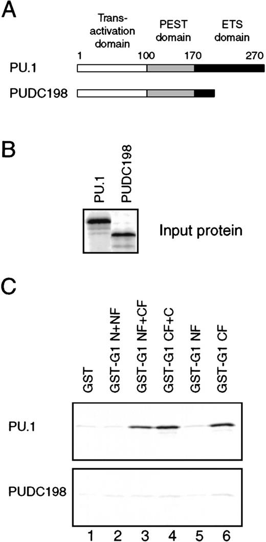 Fig. 6. The ETS domain of PU.1 is required for interaction with GATA-1. / (A) The structure of the PUDC198 protein, in which most of the ETS domain has been deleted. (B) Wild-type PU.1 and PUDC198 were35S-labeled by in vitro translation, and 4-μL aliquots were separated on a 12% SDS-PAGE gel and detected by phosphorimaging. (C) Four-microliter 35S-labeled PU.1 (upper panel) and PUDC198 (lower panel) proteins were subjected to GST pulldown analysis and bound proteins detected as in Figure 5D.