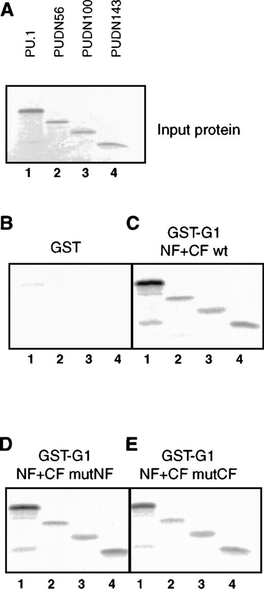 Fig. 7. The GATA-1C–finger secondary structure is not required for interaction with PU.1. / (A) In vitro–translated 35S-labeled PU.1 and N-terminal deletion mutant input proteins (3 μL). Lane 1: PU.1; lane 2: PUDN56; lane 3: PUDN100; lane 4: PUDN143. (B) Pulldown of35S-labeled PU.1 proteins (5 μL) with GST-GATA-1 fusions. Lanes 1-4 as in (A). (C) Pulldown as in (B) with GST fusion containing the wild-type GATA-1 finger region (GST-G1 NF+CF wt). (D) Pulldown as in (B) with GST fusion of GATA-1 finger region carrying point mutations in the N-finger (GST-G1 NF+CF mutNF). (E) Pulldown as in (B) with GST fusion of GATA-1 finger region carrying point mutations in the C-finger (GST-G1 NF+CF mutCF).