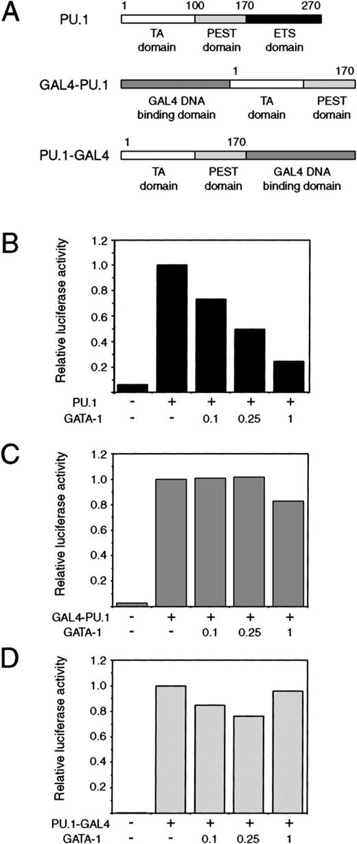 Fig. 8. The PU.1 ETS domain is required for repression of PU.1 by GATA-1. / (A) Fusion of PU.1 transactivation domain and PEST domain to, either C- or N-terminally, the GAL4 amino acids 1-147 generates GAL4-PU.1 and PU.1-GAL4 hybrid activators, respectively. (B) Repression of PU.1 by GATA-1: 0.25 μg of pCMV-MTPU.1 or empty pcDNAI expression vector was cotransfected with 100 ng of pPU3-TK-LUC, 100 of ng pRSVβgal, and the indicated amount of pSPCMV-GATA-1 expression vector. The total amount of DNA was kept constant by addition of empty pSPCMV vector. Results are expressed as luciferase activity normalized to β-galactosidase, setting the level obtained with empty expression vector to 1. Each column represents the average of 2 determinations. (C) Parallel experiment to (B), where pPU3-TK-LUC was replaced with the GAL4-responsive reporter pG5B-LUC (100 ng) and pCMV-MTPU.1 with pGD-PU 1-170 expressing GAL4-PU.1 (0.25 μg). (D) Similar experiment as in (C), except that the GAL4-PU.1 activator was replaced by PU.1-GAL4 encoded by pCMV-MTPU1-170GD.
