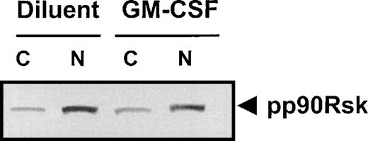 Fig. 1. Expression of pp90RSK in TF-1 cells. / Unstimulated or GM-CSF–stimulated TF-1 cell nuclear (N) and cytoplasmic (C) extracts were isolated by a modified Dignam procedure.9 Protein (20 μg) was separated on a 10% polyacrylamide gel. The blot was probed with 3 μg/mL of pp90RSK antibody (UBI). ECL was used for detection. The arrow indicates pp90RSK protein. These results were confirmed in 2 independent experiments.